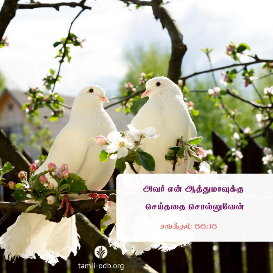 Share Tamil ODB 2025-11-16 Share Tamil ODB 2025-11-16