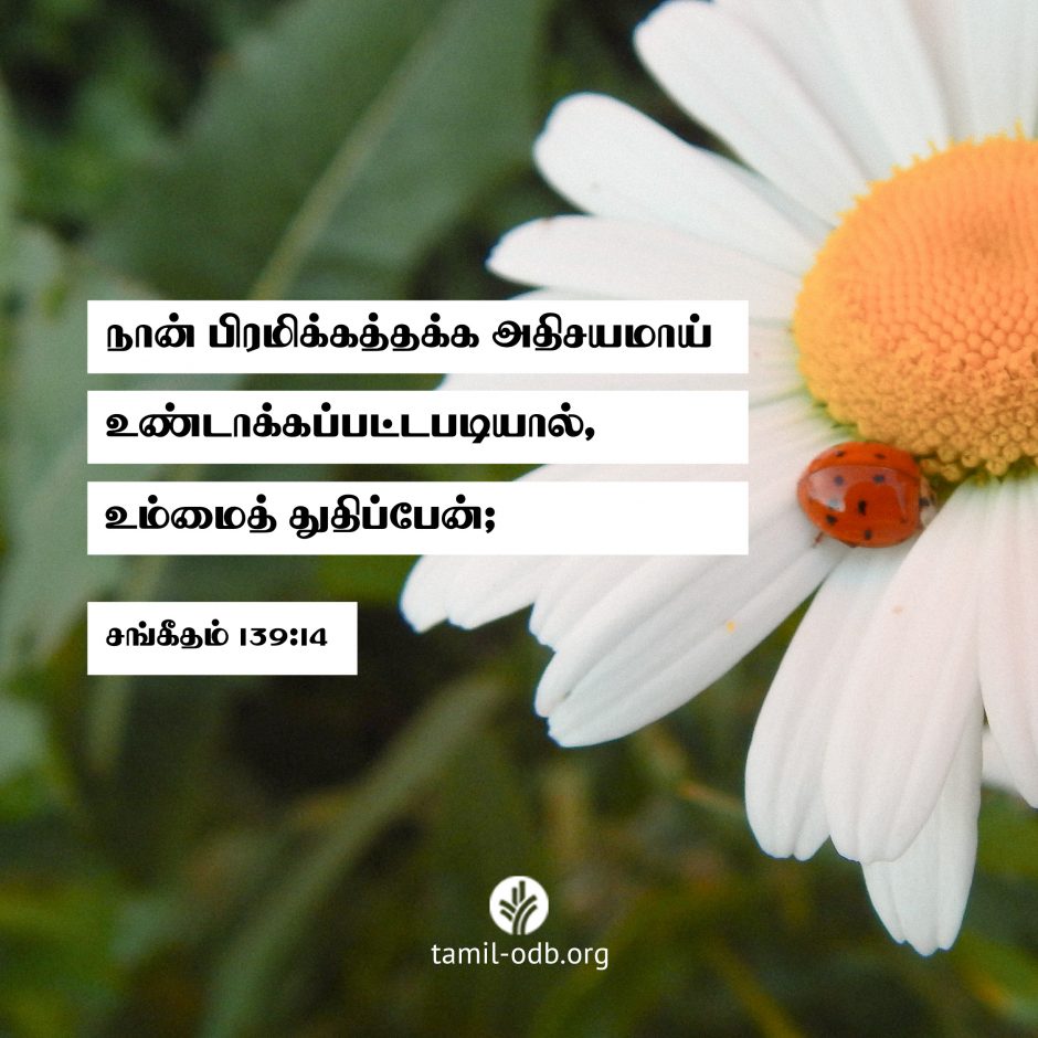 Share Tamil ODB 2026-06-12